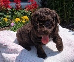 Small #2 Poodle (Toy)