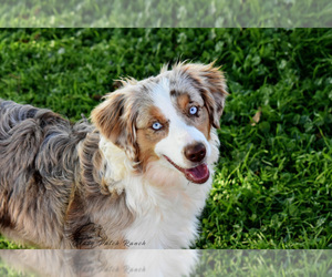 Mother of the Miniature American Shepherd puppies born on 08/18/2022