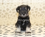 Small #2 Schnauzer (Miniature)
