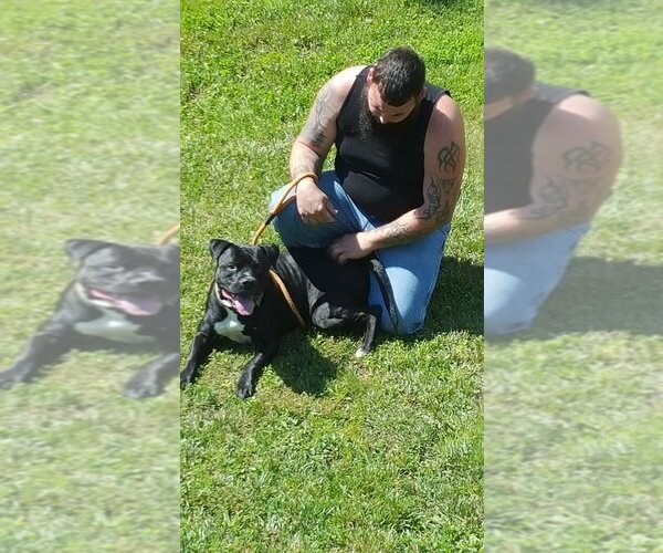 Medium Photo #27 Bulloxer Puppy For Sale in Lewistown, PA, USA