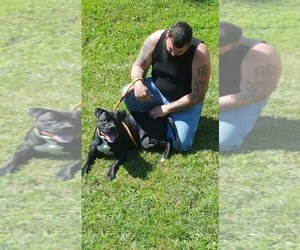Deitz - Male Bulloxer Dog for Adoption - Photo #27