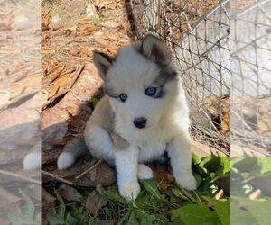 Siberian Husky Puppy for sale in CHAMPION, NC, USA
