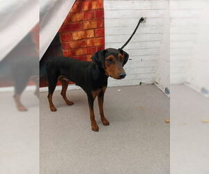 Doberman Pinscher-Unknown Mix Dogs for adoption in San Bernardino, CA, USA