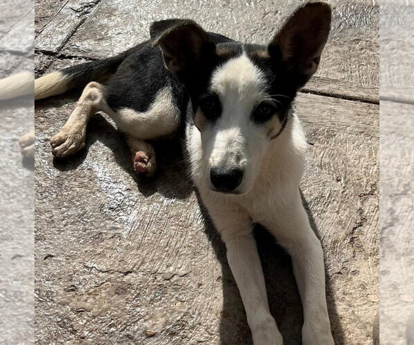 Medium Photo #2 Mutt Puppy For Sale in Calgary, Alberta, Canada