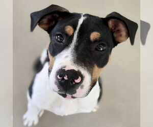 Labrador Retriever-Unknown Mix Dogs for adoption in Jefferson, WI, USA
