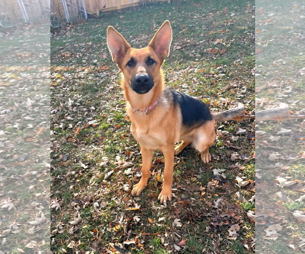 Medium Photo #4 German Shepherd Dog Puppy For Sale in Belleuve, NE, USA