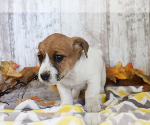 Medium Photo #3 Jack Russell Terrier-Jug Mix Puppy For Sale in SHILOH, OH, USA