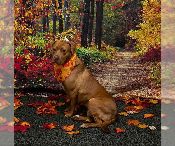 Medium Photo #1 Mutt Puppy For Sale in Sanford, FL, USA