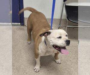 American Pit Bull Terrier Dogs for adoption in Bakersfield, CA, USA