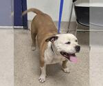 Small American Pit Bull Terrier