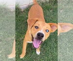 Small #2 Labrador Retriever Mix