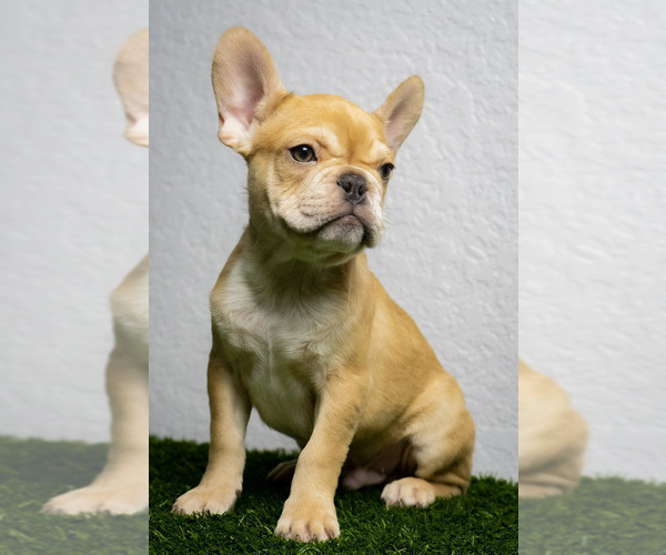 Medium Photo #2 French Bulldog Puppy For Sale in GAINESVILLE, FL, USA
