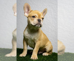 Small Photo #2 French Bulldog Puppy For Sale in GAINESVILLE, FL, USA