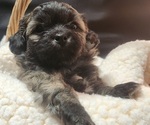 Puppy Puppy 6 Zuchon