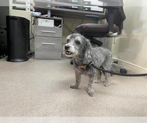 Poodle (Miniature) Dogs for adoption in Pasadena, CA, USA