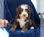 Small #1 Bernedoodle (Miniature)