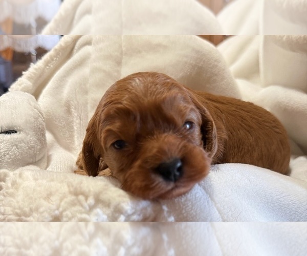 Medium Photo #16 Cavapoo (Miniature) Puppy For Sale in SAINT FRANCIS, MN, USA