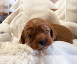 Small Photo #16 Cavapoo (Miniature) Puppy For Sale in SAINT FRANCIS, MN, USA