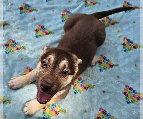 Medium Photo #2 Mutt Puppy For Sale in Olalla, WA, USA