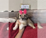 Small #21 Maltipoo