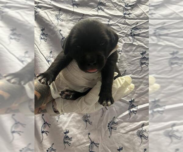 Medium Photo #1 American Pit Bull Terrier-Unknown Mix Puppy For Sale in Riverside, CA, USA