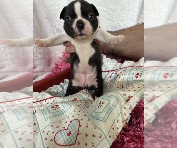 Medium Photo #4 Boston Terrier Puppy For Sale in FREDONIA, KS, USA