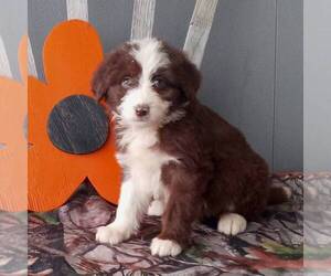 Poodle (Standard)-Siberian Husky Mix Puppy for sale in CANAJOHARIE, NY, USA