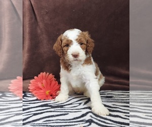 Goldendoodle Puppy for sale in FRYTOWN, IA, USA