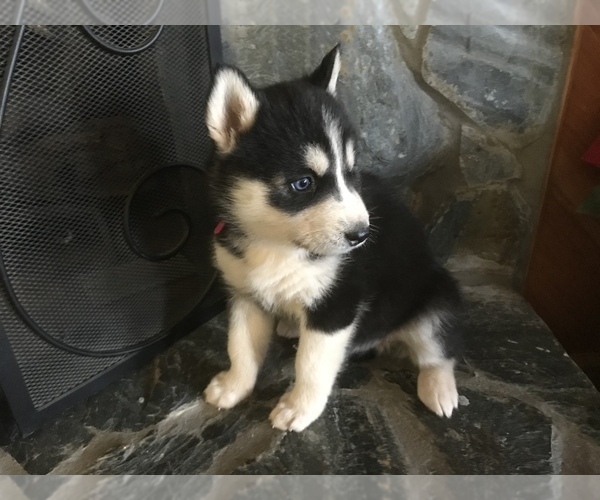 Medium Photo #2 Siberian Husky Puppy For Sale in MURPHY, NC, USA