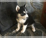 Small Photo #2 Siberian Husky Puppy For Sale in MURPHY, NC, USA
