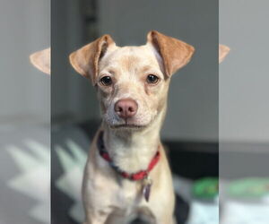 Chihuahua-Unknown Mix Dogs for adoption in Aurora, CO, USA