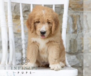 Goldendoodle Puppy for sale in KUTZTOWN, PA, USA