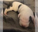 Small Photo #4 American Pit Bull Terrier Puppy For Sale in MOORESBURG, TN, USA