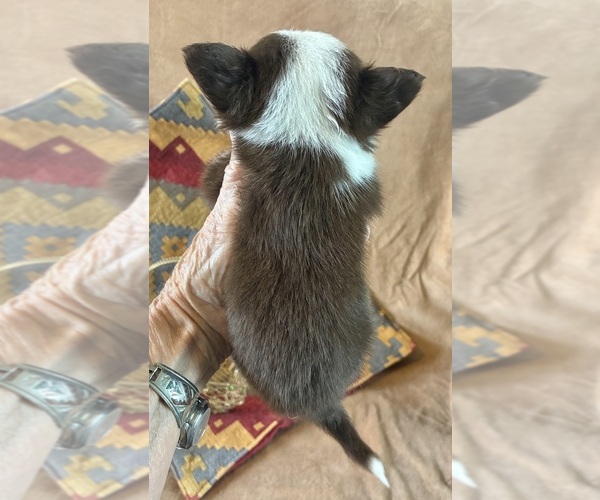Medium Photo #2 Chihuahua Puppy For Sale in NEWVILLE, PA, USA