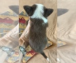 AKC Bravo male - Male Chihuahua Puppy for Sale - Photo #2
