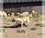 Small #7 Border Terrier Mix