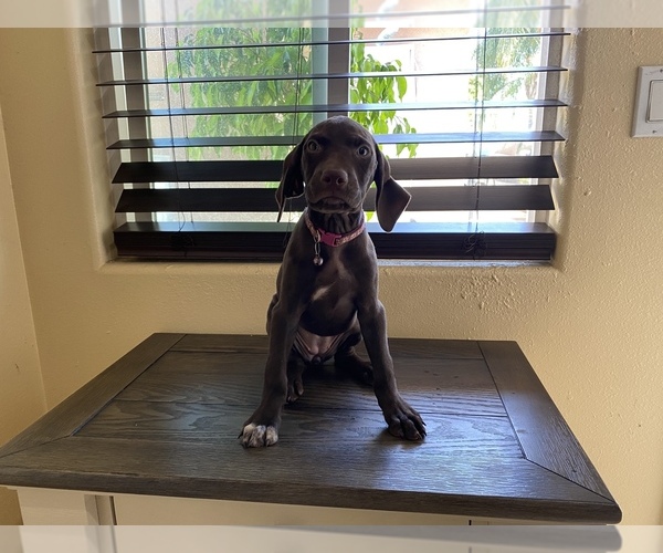Medium Photo #1 German Shorthaired Pointer Puppy For Sale in MAYWOOD, CA, USA