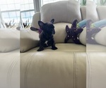 Small #2 French Bulldog