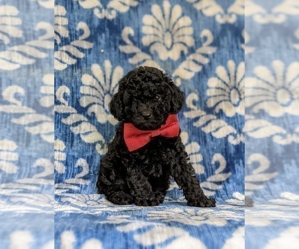 Medium Photo #1 Poodle (Toy) Puppy For Sale in QUARRYVILLE, PA, USA