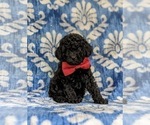 Small Photo #1 Poodle (Toy) Puppy For Sale in QUARRYVILLE, PA, USA
