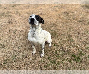 Mutt Dogs for adoption in Grovetown, GA, USA