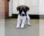 Small #13 Mutt
