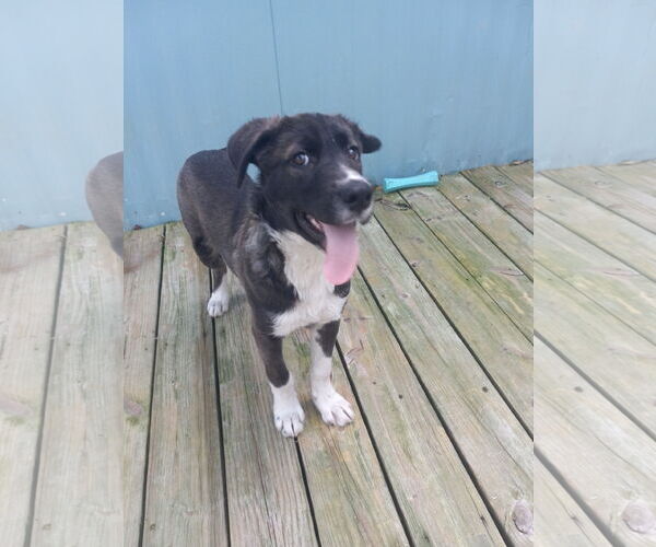 Medium Photo #13 Labrador Retriever-Unknown Mix Puppy For Sale in Murfreesboro, NC, USA