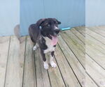 Small #12 Labrador Retriever Mix