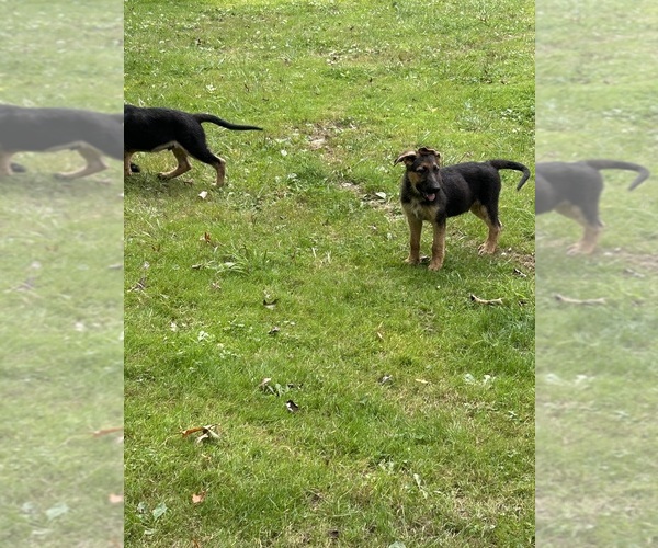 Medium Photo #2 German Shepherd Dog Puppy For Sale in PULASKI, PA, USA