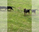 Small #1 German Shepherd Dog
