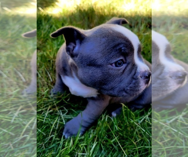 Medium Photo #2 American Bully Puppy For Sale in OLYMPIA, WA, USA