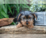 Small Photo #25 Yorkshire Terrier Puppy For Sale in QUARRYVILLE, PA, USA