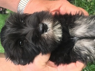 Schnauzer (Miniature) Puppy for sale in LYONS, MI, USA