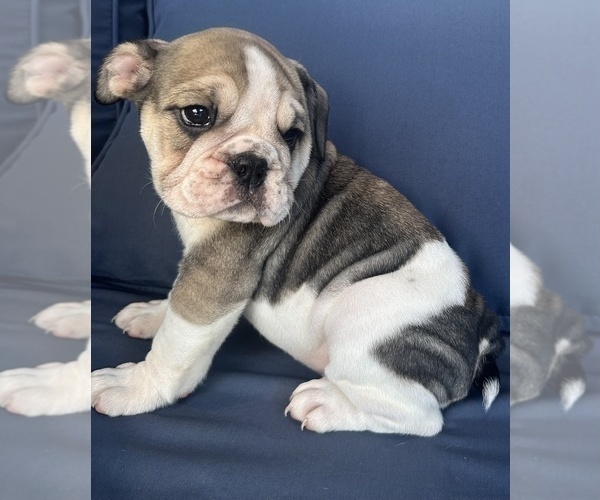 Medium Photo #77 English Bulldog Puppy For Sale in WEEKI WACHEE, FL, USA